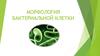 Морфология бактериальной клетки
