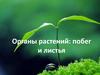 Органы растений: побег и листья
