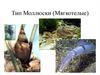 Тип Моллюски (мягкотелые)