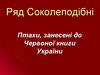 Ряд Соколеподібні. Птахи, занесені до Червоної книги України