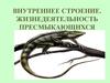 Строение и жизнедеятельность пресмыкающихся