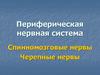 Периферическая нервная система