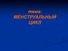 Менструальный цикл