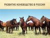 Развитие коневодства в России