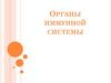 Органы иммунной системы