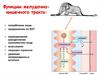 Функции желудочно-кишечного тракта