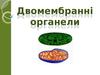 Двомембранні органели