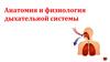 Анатомия и физиология дыхательной системы