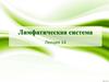 Лимфатическая система