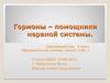 Гормоны помощники нервной системы. (4 класс)