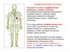 Лимфатическая система в организме человека