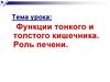 Функции тонкого и толстого кишечника. Роль печени