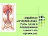 Механизм мочеобразования. Роль почек в поддержании гомеостаза организма