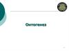 Онтогенез. Определение понятия