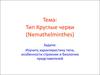 Тип Круглые черви