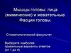 Мышцы головы: лица (мимические) и жевательные. Фасции головы