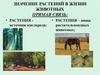 Значение растений в жизни животных