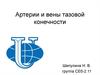 Артерии и вены тазовой конечности у животных