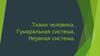 Ткани человека. Гуморальная система. Нервная система