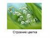 Строение цветка