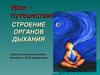 Строение органов дыхания