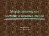 Морфологические элементы кожных сыпей