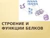 Строение и функции белков