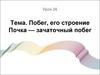 Побег, его строение. Почка — зачаточный побег