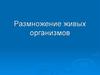 Размножение живых организмов