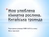 Моя улюблена кімнатна рослина Китайська троянда