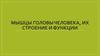 Мышцы головы человека, их строение и функции