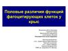 Половые различия функций фагоцитирующих клеток у крыс