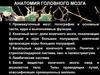 Анатомия головного мозга
