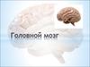 Головной мозг
