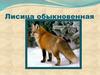Лисица обыкновенная