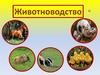 Животноводство. Отрасли животноводства