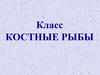 Класс Костные рыбы