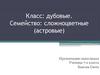 Класс дубовые. Семейство сложноцветные