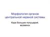 Морфология органов центральной нервной системы. Кора больших полушарий, мозжечок