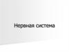 Нервная система