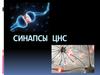 Синапсы ЦНС