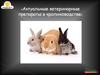 Актуальные ветеринарные препараты в кролиководстве