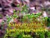 Класс листостебельные мхи – Bryopsida, или Musci