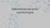 Биологическая роль нуклеотидов