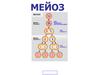Мейоз. Процесс деления половых клеток