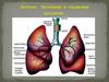 Легкие. Легочное и тканевое дыхание