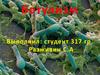 Ботулизм. Классификация видов ботулизма. Эпидемиология. Патогенез заболевания. Симптомы и течение. Диагностика. Лечение