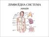 Лімфоїдна система