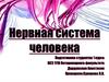 Нервная система человека