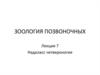 Зоология позвоночных. Надкласс четвероногие. (Лекция 7)